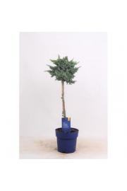 Juniperus squamata Meyeri C3Lit. Na steblu 40 cm