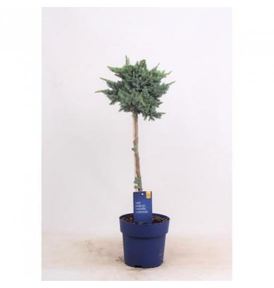 Juniperus squamata Meyeri C3Lit. Na steblu 40 cm