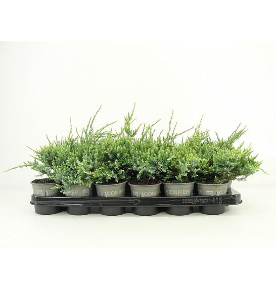 Juniperus squamata Holger Ø9