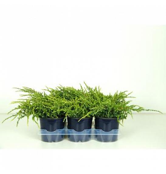 Juniperus squamata Holger Ø15 15-20 cm