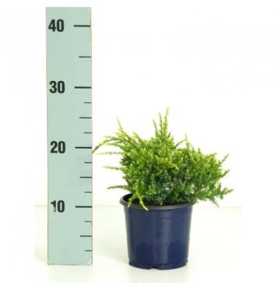 Juniperus squamata Holger C1 Lit. 15-20 cm