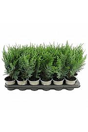 Juniperus squamata Blue Swede Ø9