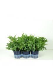 Juniperus squamata Blue Swede Ø15 20-30 cm