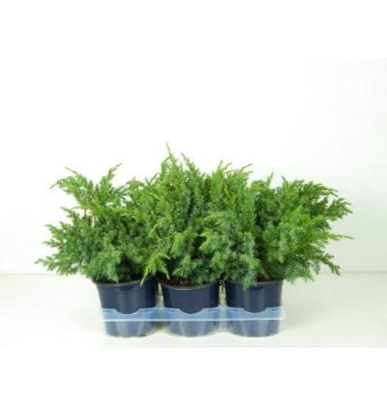 Juniperus squamata Blue Swede Ø15 20-30 cm