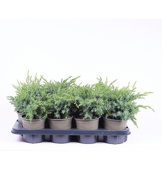 Juniperus squamata Blue Swede C1 Lit. 15-20 cm