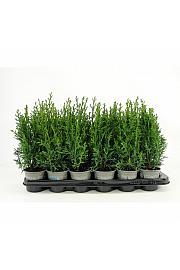 Juniperus squamata Blue Star Ø9