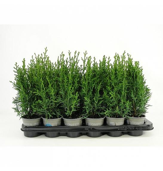 Juniperus squamata Blue Star Ø9