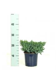 Juniperus squamata Blue Star Ø15 15-20 cm