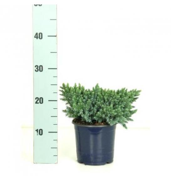 Juniperus squamata Blue Star Ø15 15-20 cm
