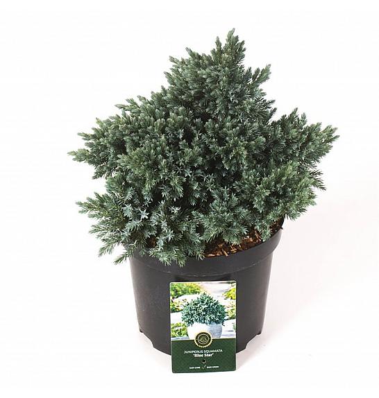 Juniperus squamata Blue Star C5 SEU. Lit. 25-30 cm
