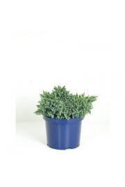 Juniperus squamata Blue Star C5 Lit. 30-40 cm