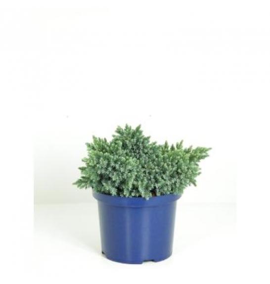 Juniperus squamata Blue Star C5 Lit. 30-40 cm