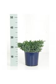 Juniperus squamata Blue Star C2 Lit. 15-20 cm
