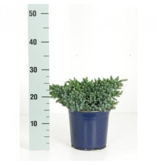 Juniperus squamata Blue Star C2 Lit. 15-20 cm