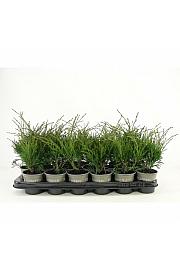 Juniperus squamata Blue Carpet Ø9