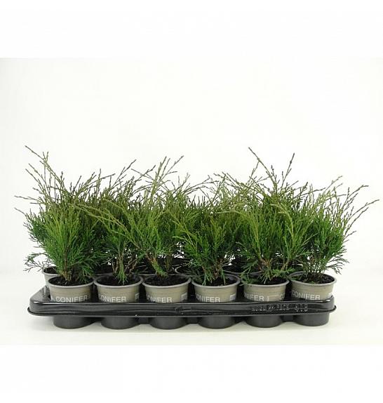 Juniperus squamata Blue Carpet Ø9