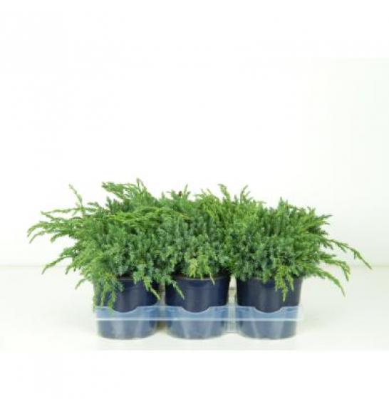 Juniperus squamata Blue Carpet Ø15 15-20 cm