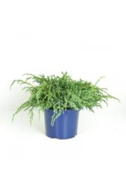 Juniperus squamata Blue Carpet C5 Lit. 20-30 cm