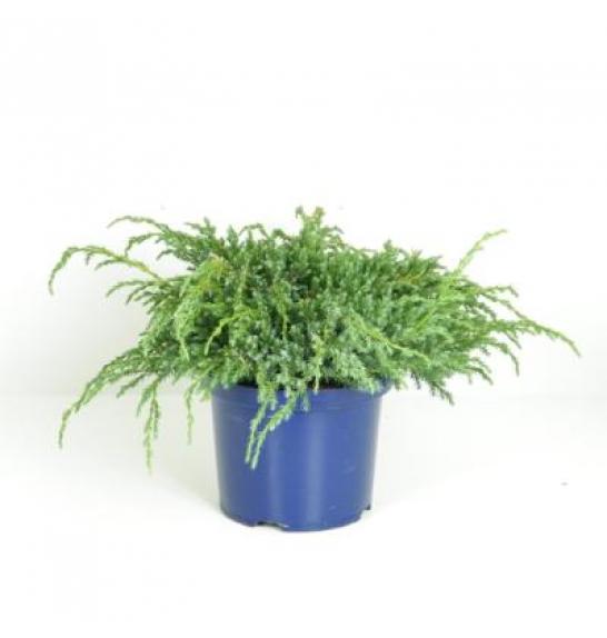 Juniperus squamata Blue Carpet C5 Lit. 20-30 cm