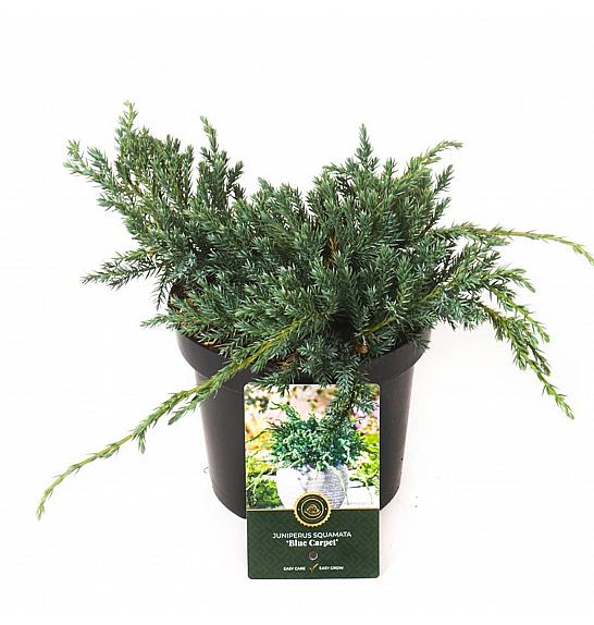 Juniperus squamata Blue Carpet C2,5 Lit. 20-25 cm