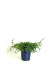 Juniperus squamata Blue Carpet C2 Lit.15-20 cm