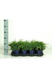 Juniperus squamata Blue Carpet C1 Lit.10-15 cm