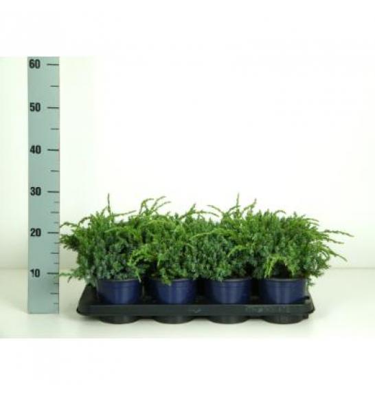 Juniperus squamata Blue Carpet C1 Lit.10-15 cm