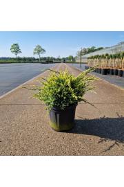 Juniperus squamata Holger C6 Lit. 25-30 cm