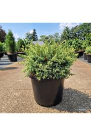 Juniperus squamata Holger C12 Lit. 30-40 cm