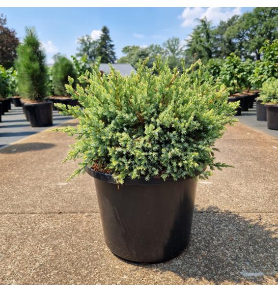 Juniperus squamata Holger C12 Lit. 30-40 cm