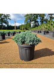 Juniperus squamata Blue Star C6 Lit. 25-30 cm
