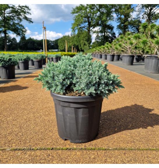 Juniperus squamata Blue Star C6 Lit. 25-30 cm