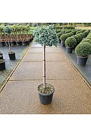 Juniperus squamata Blue Star C11 Lit. Na steblu 80 cm