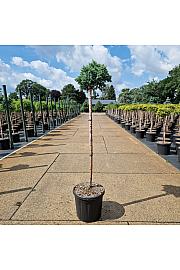 Juniperus squamata Blue Star C11 Lit. Na steblu 80 cm new
