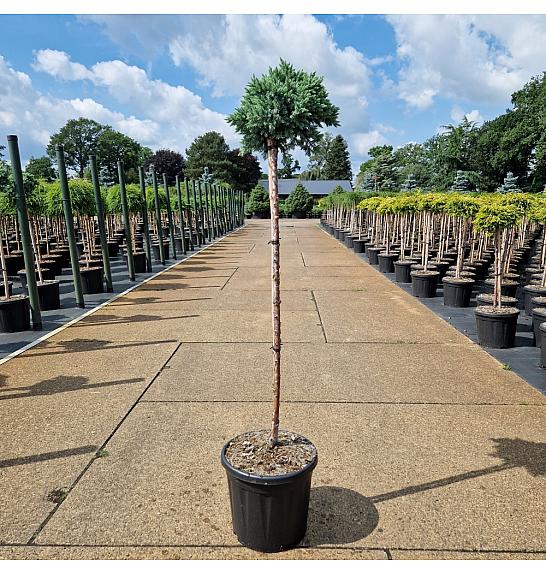 Juniperus squamata Blue Star C11 Lit. Na steblu 80 cm new