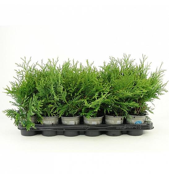 Juniperus scopulorum Moonglow Ø9