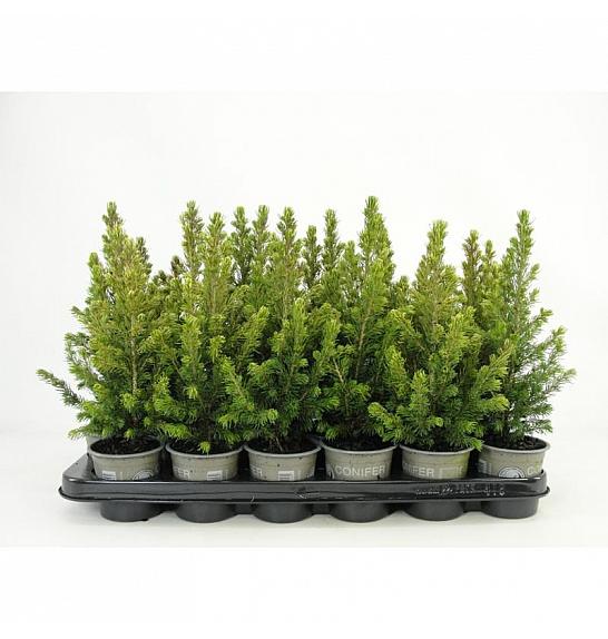 Juniperus scopulorum Blue Arrow Ø9