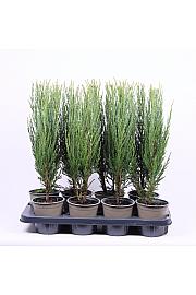 Juniperus scopulorum Blue Arrow C1 Lit. 20-30 cm