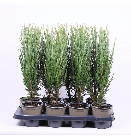 Juniperus scopulorum Blue Arrow C1 Lit. 20-30 cm