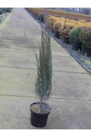 Juniperus scoparicus Blue Arrow C3 Lit. 60-80 cm