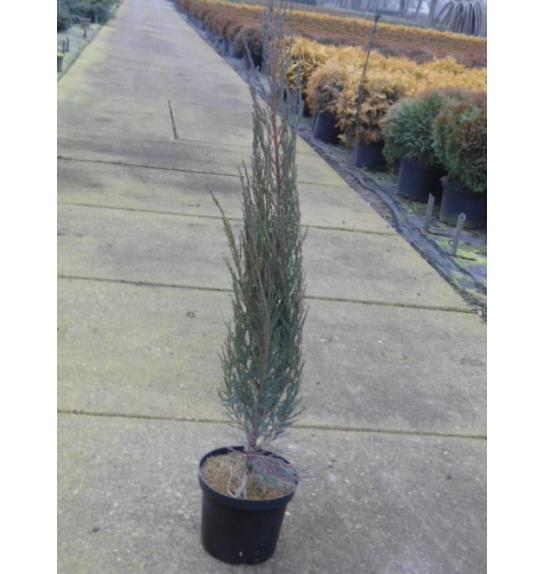 Juniperus scoparicus Blue Arrow C3 Lit. 60-80 cm