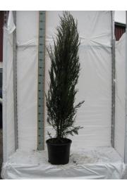 Juniperus scoparicus Blue Arrow C15 Lit. 140-160 cm