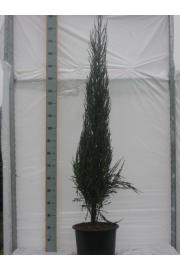 Juniperus scoparicus Blue Arrow C15 160-180 cm