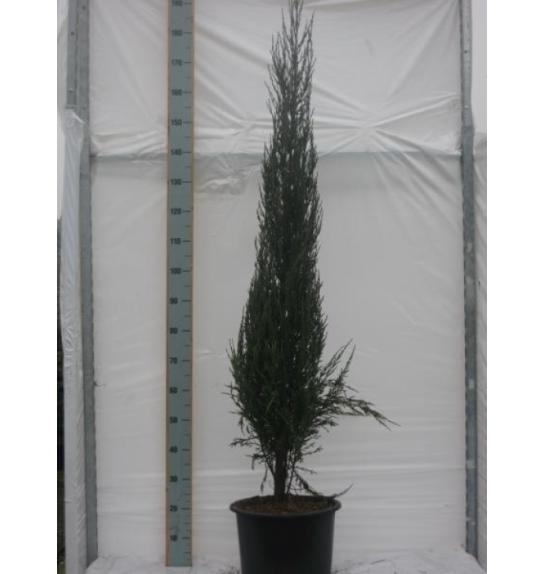 Juniperus scoparicus Blue Arrow C15 160-180 cm