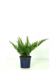 Juniperus sabina Tamariscifolia Ø15 15-20 cm