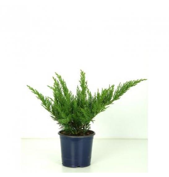 Juniperus sabina Tamariscifolia Ø15 15-20 cm
