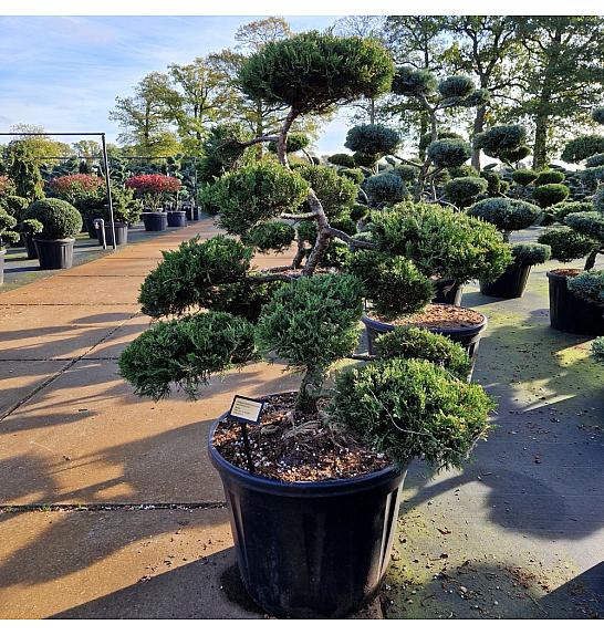 Juniperus sabina Rockery Gem C130 Lit. 130-140 cm Bonsai new