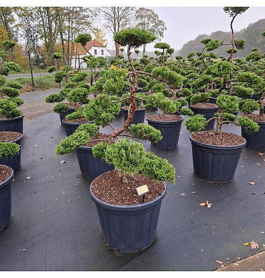 Juniperus sabina Rockery Gem C110 Lit.100-120 cm Bonsai
