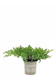 Juniperus procumbens Nana Ø9