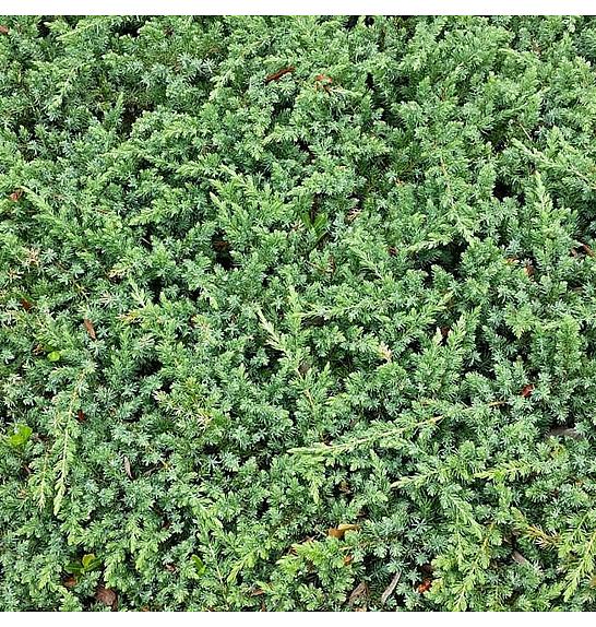 VDBEST CONIFERS Juniperus procumbens